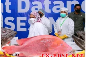 Presiden RI Jokowi Tinjau Unit Pengolahan Budidaya Rumput Laut dan Ikan di Provinsi Maluku