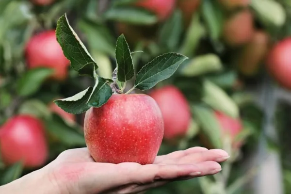 Buah Apple Manfaat