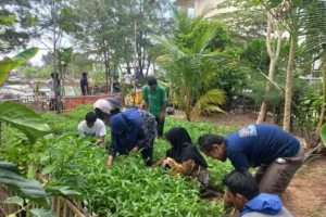 Sudin KPKP Kepulauan Seribu Panen, Warga Pulau Tidung Ucapkan Terima Kasih