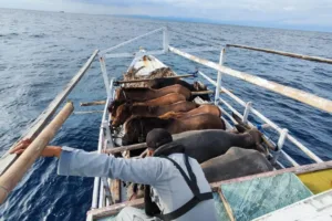 KN. Ular Laut-405 Bakamla RI Selamatkan Kapal Terombang Ambing di Laut Flores