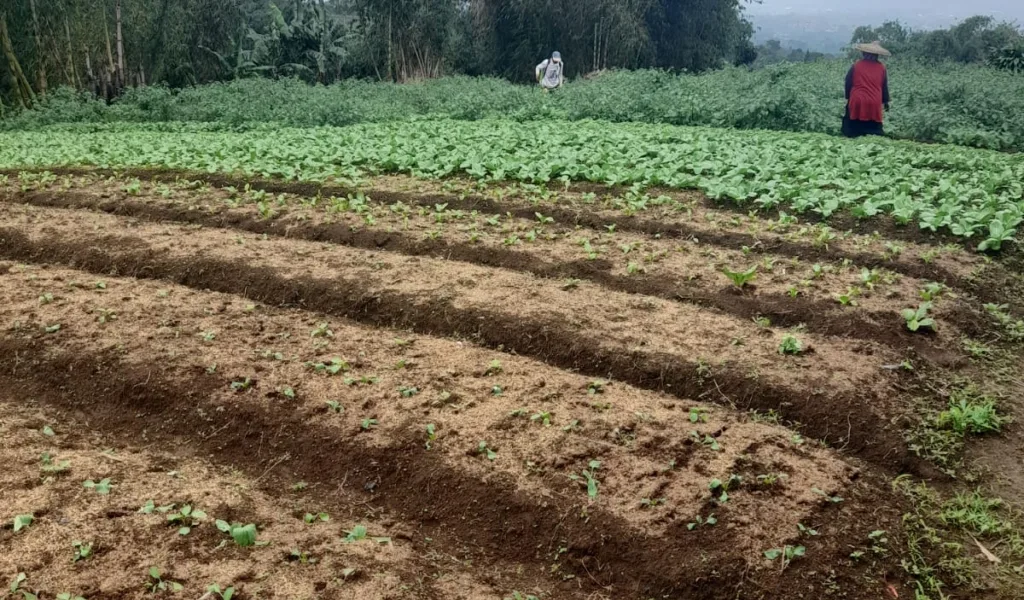 Diduga Ada Petani Mencaplok Tanah Petani