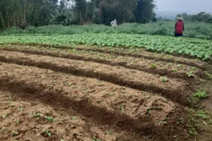 Diduga Ada Petani Mencaplok Tanah Petani