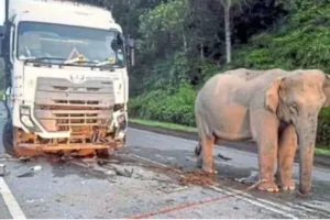 Kebebasan Berpendapat:Antara Hak Asasi dan Ancaman Nasional .Oleh:Holil Aksan Umarzen