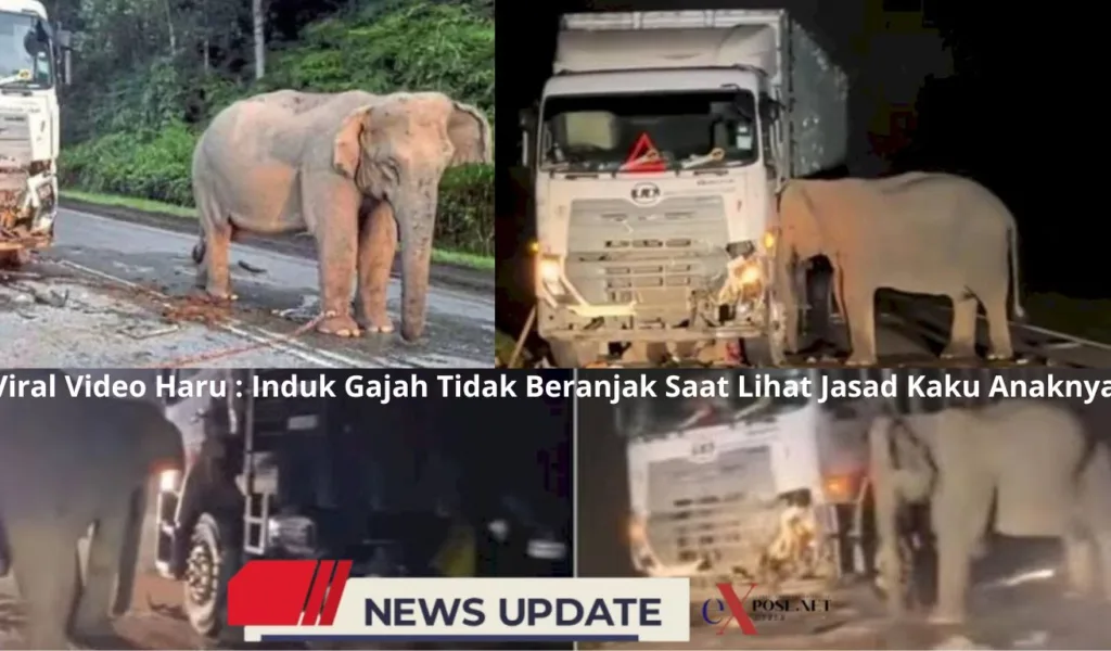 Viral Video Induk Gajah Menangis Saat Lihat Jasad Anaknya Tewas Terlindas