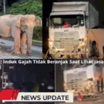 Viral Video Induk Gajah Menangis Saat Lihat Jasad Anaknya Tewas Terlindas