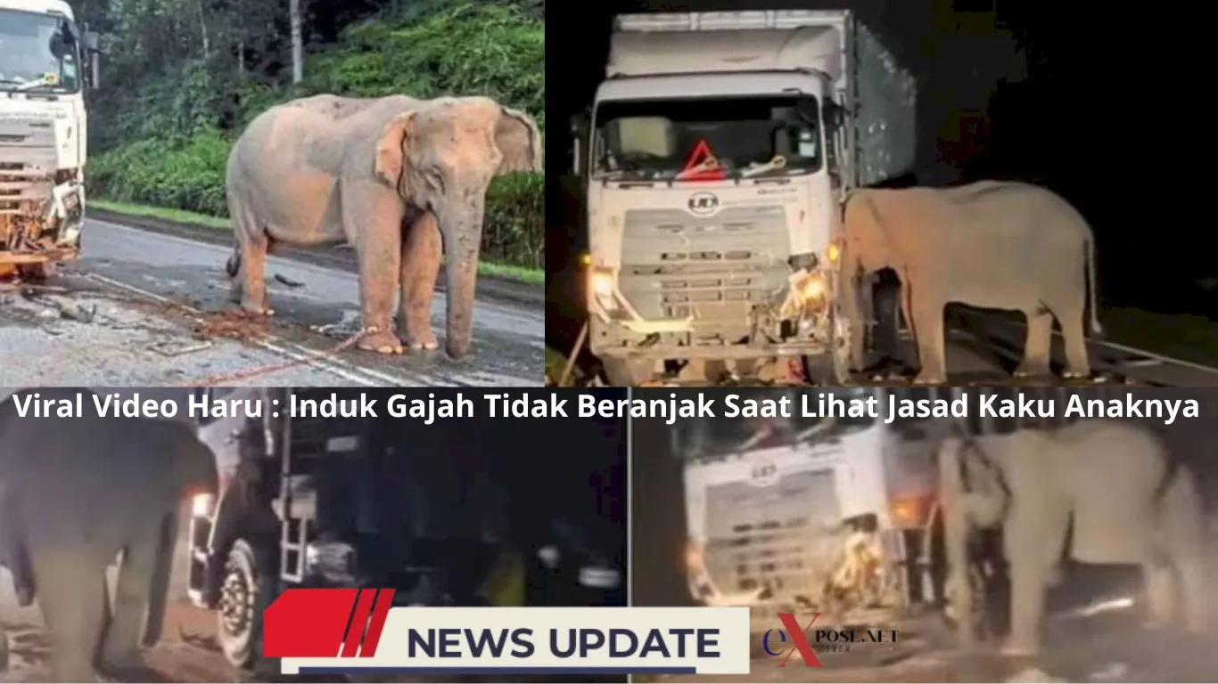Viral Video Induk Gajah Menangis Saat Lihat Jasad Anaknya Tewas Terlindas