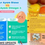Telur Ayam Omega 3, Sumber Gizi Lengkap untuk Keluarga Indonesia