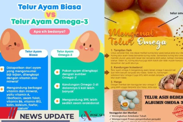 Telur Ayam Omega-3, Sumber Gizi Lengkap untuk Keluarga Indonesia