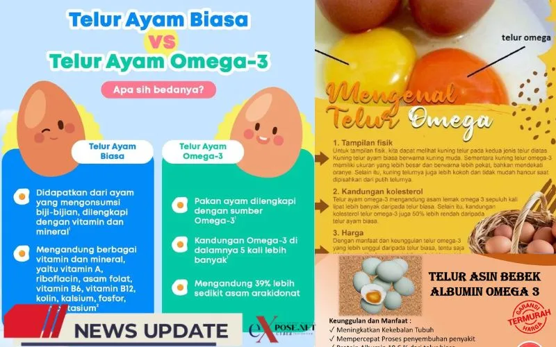 Telur Ayam Omega 3, Sumber Gizi Lengkap untuk Keluarga Indonesia