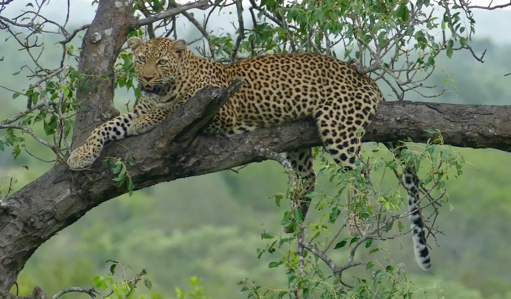 Macan Tutul Lembang Park Zoo Lepas, Kebun Binatang Ditutup