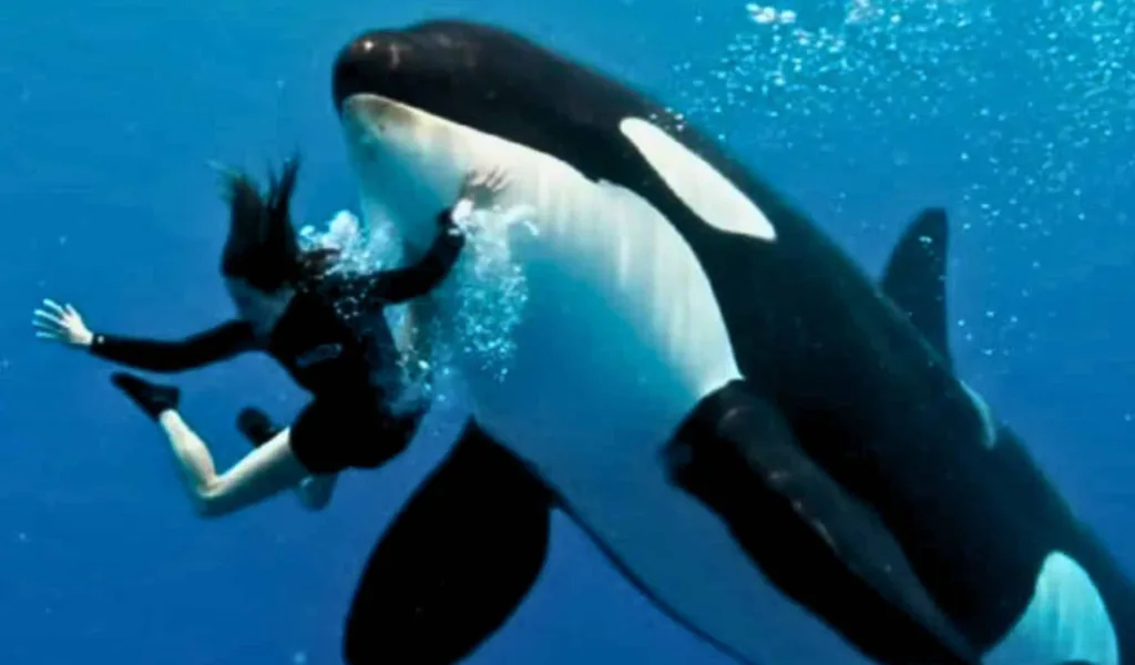 Pelatih Orca Jessica Radcliffe Ditelan Paus Viral, Tak Ada Bukti