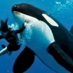 Pelatih Orca Jessica Radcliffe