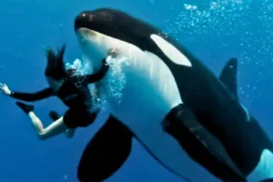 Pelatih Orca Jessica Radcliffe Ditelan Paus Viral, Tak Ada Bukti