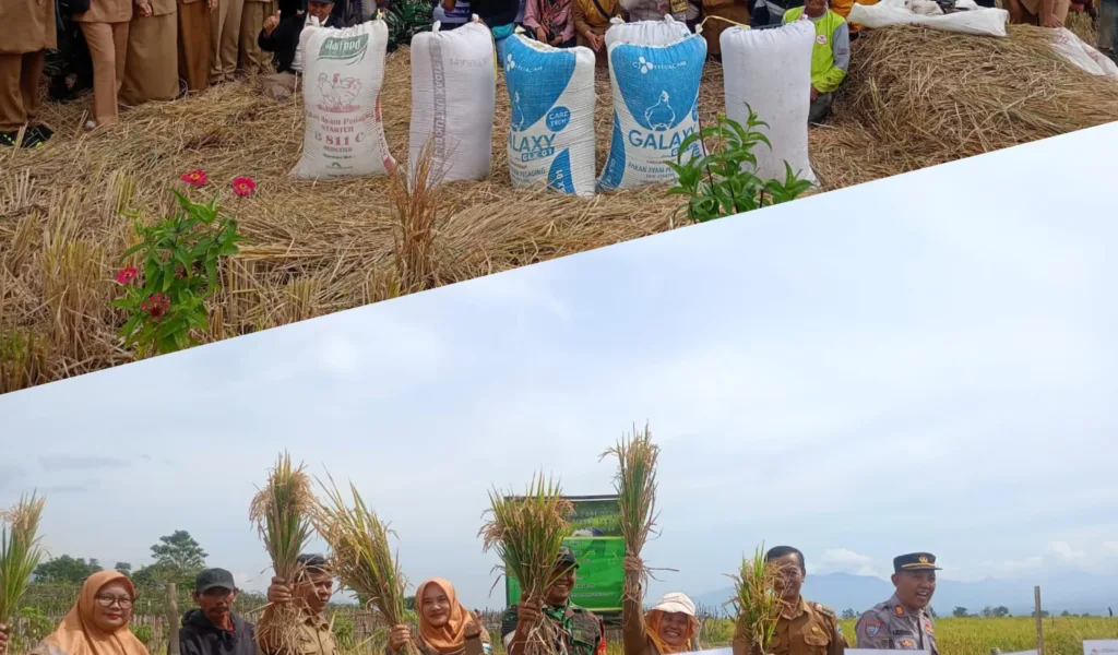 Panen Raya Spektakuler, Petani Tarogong Kidul 8 ton per Hektar