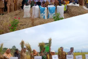 Panen Raya Spektakuler, Petani Tarogong Kidul 8 ton per Hektar