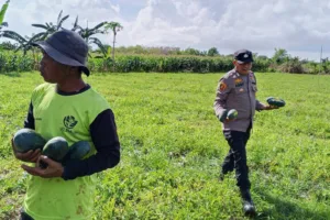 Polsek Cisompet Polres Garut Amankan Pelaku Pencurian Buah Semangka