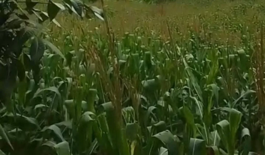 Warga Soroti Dugaan Ketidakadilan Pembagian Tanah Eks HGU Di Desa Tegal Gede