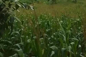 Warga Soroti Dugaan Ketidakadilan Pembagian Tanah Eks HGU Di Desa Tegal Gede