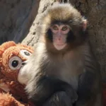 Punch the Monkey: Kisah Viral Bayi Monyet yang Ditinggalkan Induknya di Jepang