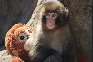 Punch the Monkey: Kisah Viral Bayi Monyet yang Ditinggalkan Induknya di Jepang