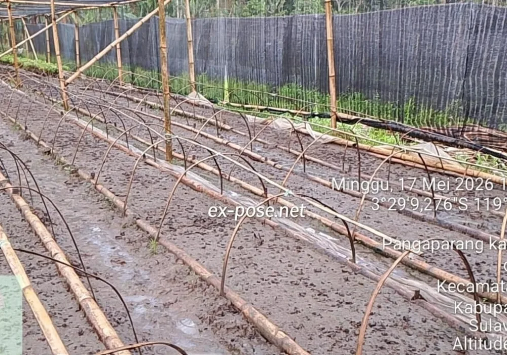 Spesialis Proyek Pengadaan Kakao Fase Semai Diduga Menipu Negara