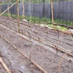 Spesialis Proyek Pengadaan Kakao Fase Semai Diduga Menipu Negara