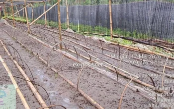 Spesialis Proyek Pengadaan Kakao Fase Semai Diduga Menipu Negara