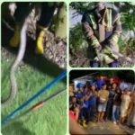 Damkarmat UPT Pamengpeuk Garut Tangkap Ular King Cobra 3 Meter di Rumah Warga Cibalong