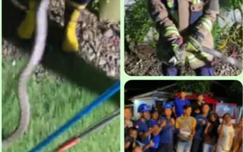 Damkarmat UPT Pamengpeuk Garut Tangkap Ular King Cobra 3 Meter di Rumah Warga Cibalong